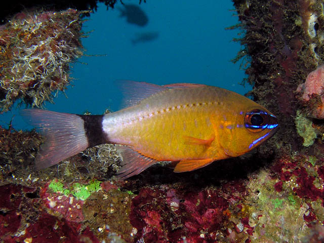 Apogon aureus (Pesce cardinale dall'anello)